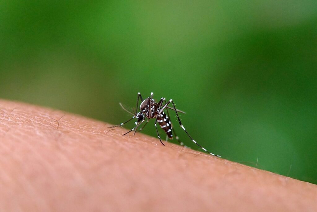 Mosquito da dengue.