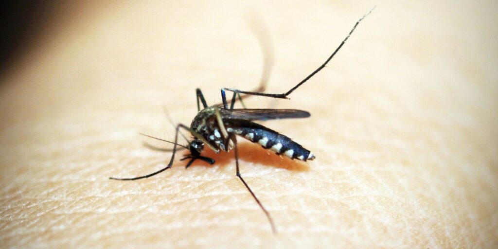 casos de dengue
